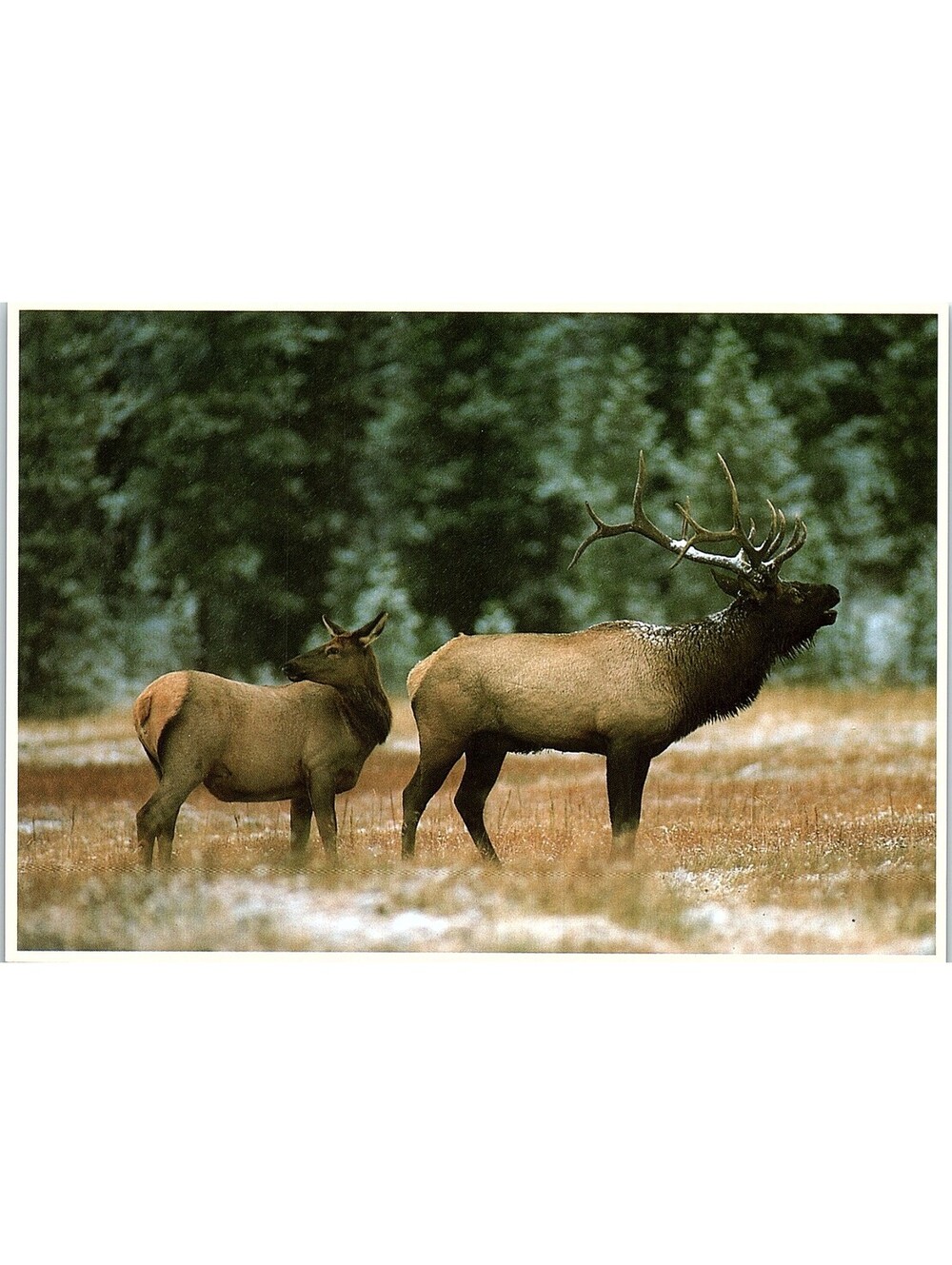 Vintage Postcard Elk North American Wildlife Impact 1989